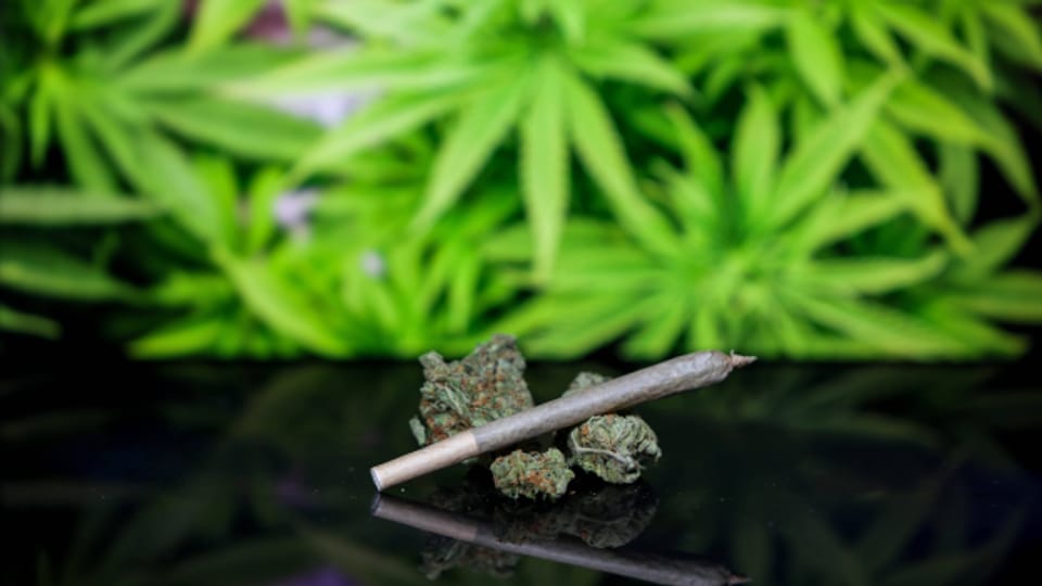 Cannabisregulierung und ihre Folgen