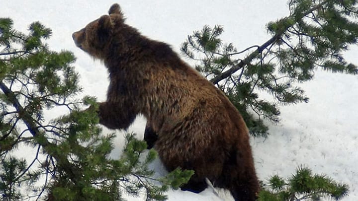 Kein Lebensraum für Bären in der Schweiz?