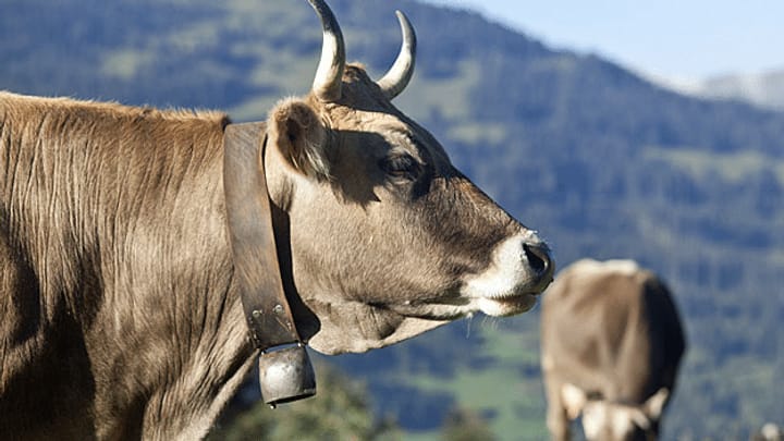 Ökologie lohnt sich jetzt für Schweizer Bauern