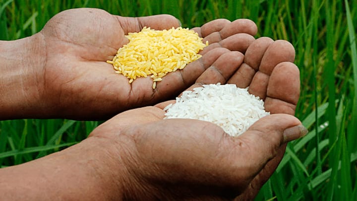 Ehemaliger Greenpeace-Aktivist engagiert sich für «Golden Rice»