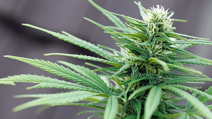 Genfer Cannabis-Projekt kommt voran