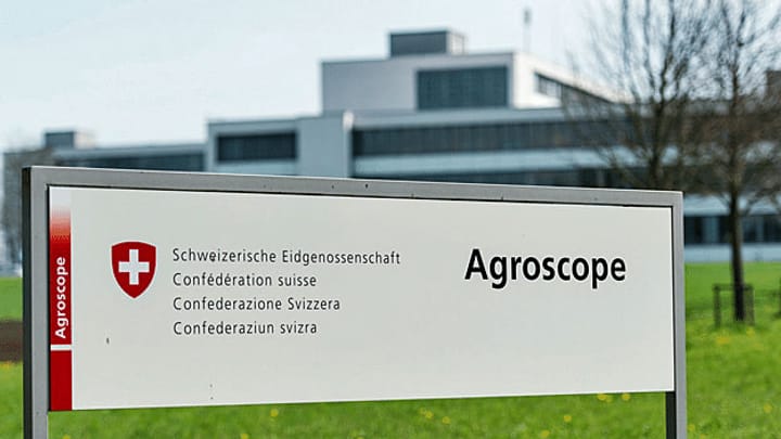 Agroscope pflanzt Gentech-Kartoffeln