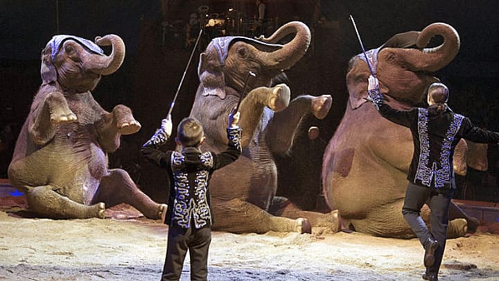 Keine Elefanten mehr in der Manege des Circus Knie