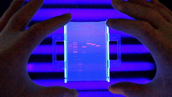 Der Ruf nach detaillierter Auswertung von DNA