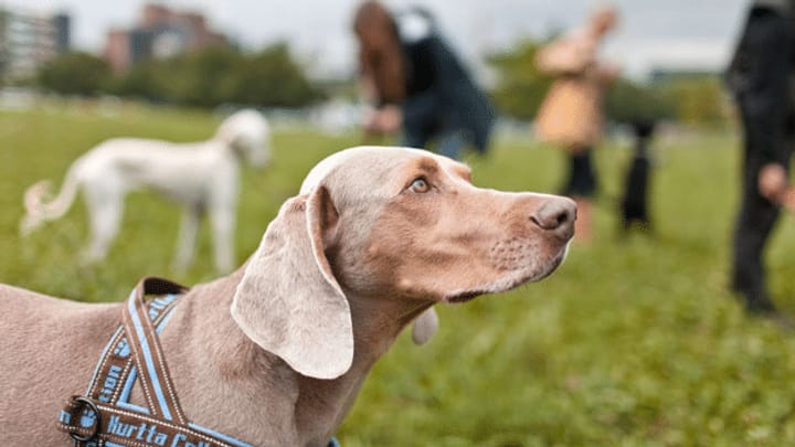 Ständerat will obligatorische Hundekurse abschaffen