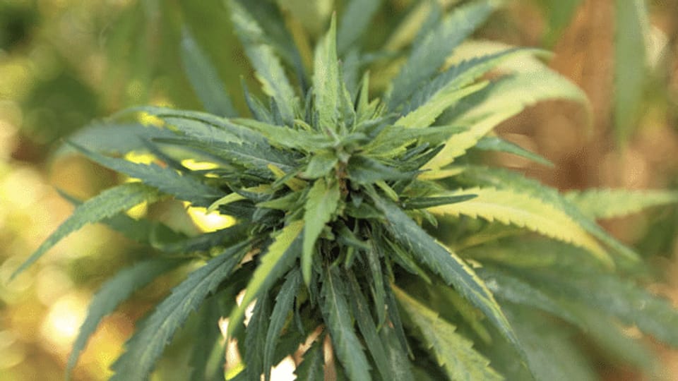 Pilotversuch mit legalem Cannabis kann starten