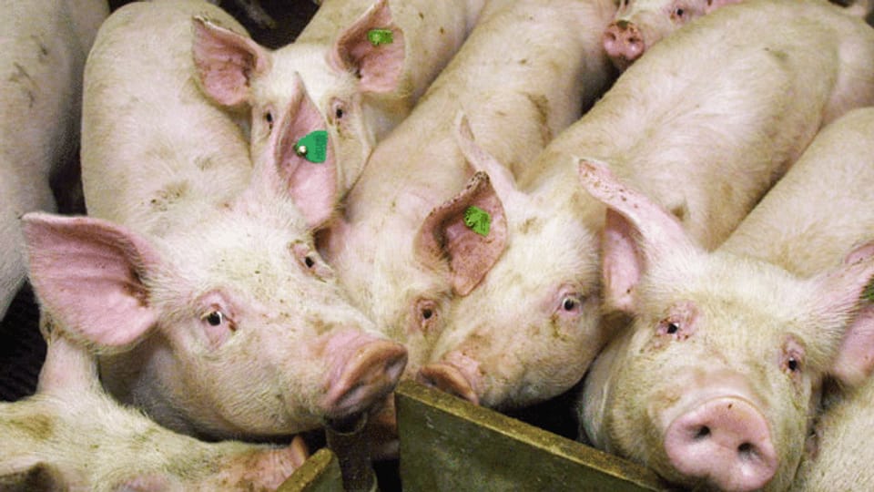 Waadtländer Schweinemäster verstösst gegen Tierschutz