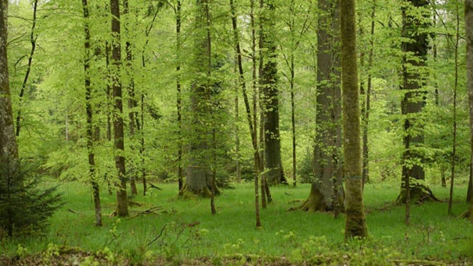 Waldgesetz versus Zersiedelungsinitiative