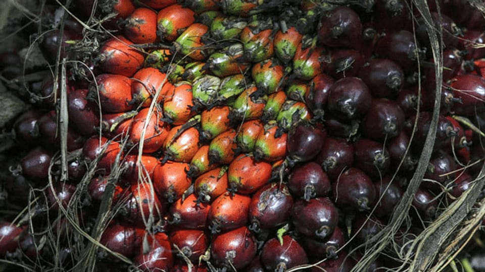 Nur noch Palmöl aus nachhaltiger Produktion