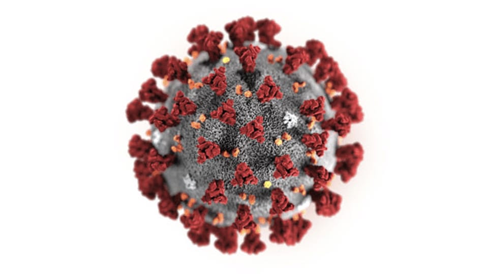 Coronavirus aus der Sicht der Wissenschaft
