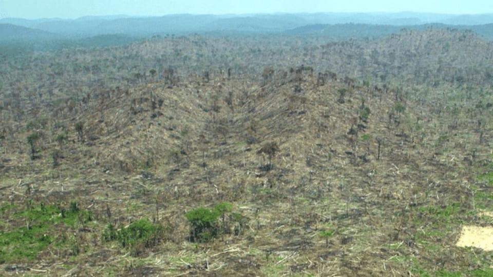 Brasilianische Industrie wehrt sich gegen illegales Abholzen