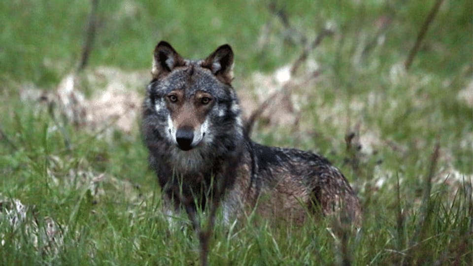 Bundesrat will Lockerung des Wolfsschutzes