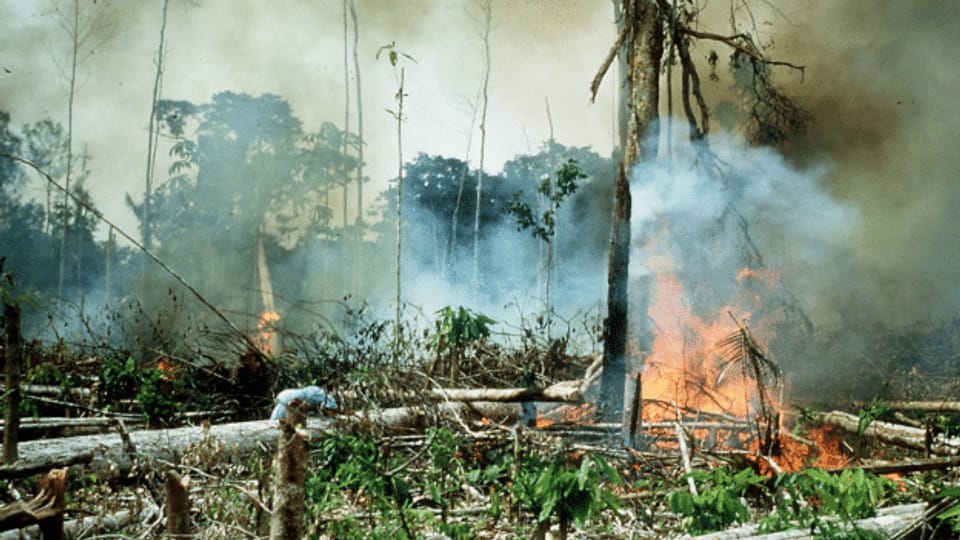 Kolumbien: 65 ermordete Umweltschützende im Jahr 2020