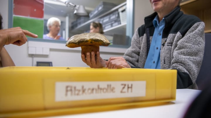 Archiv: Deutlich mehr Pilzvergiftungen in der Schweiz