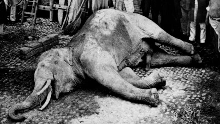 Heute vor 156 Jahren: In Murten wird ein Elefant erschossen