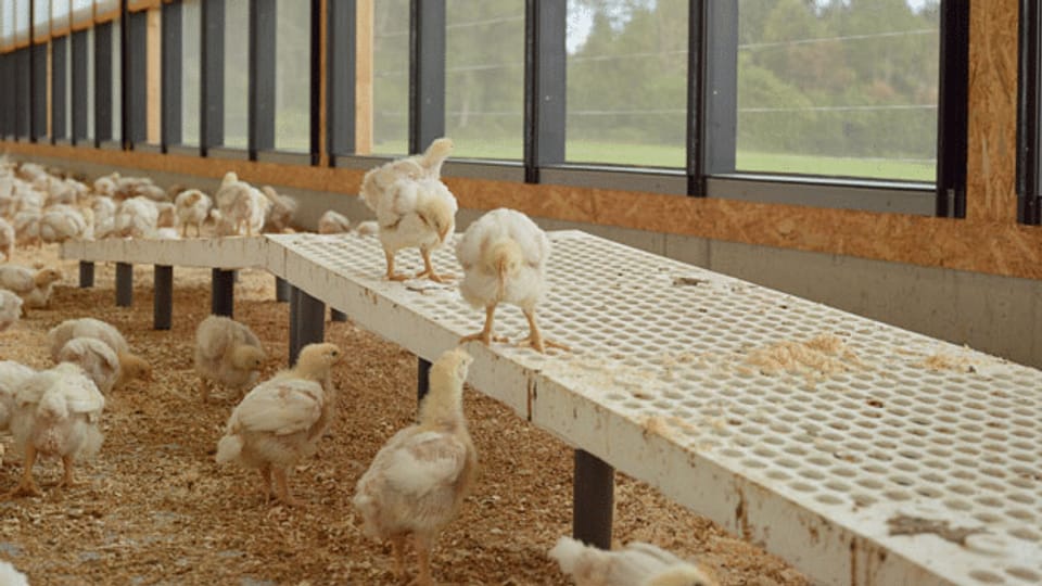 Der klimafreundliche Hühnerstall