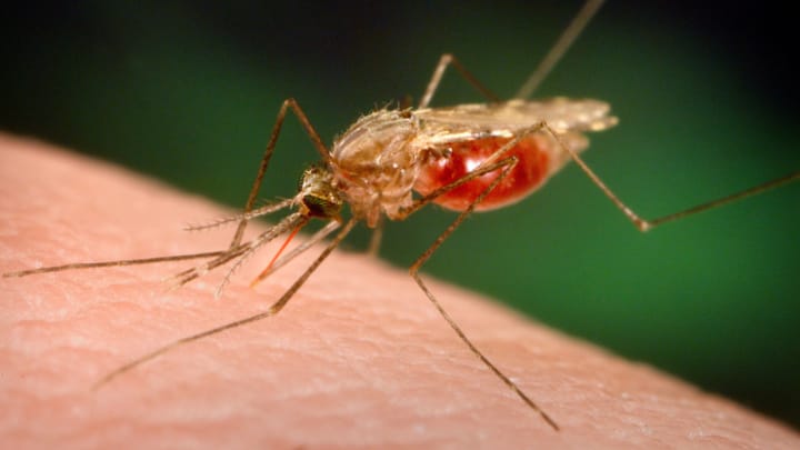 Aus dem Archiv: Malaria Ansteckungen könnten in Europa häufiger werden