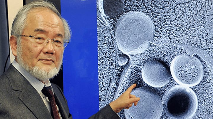 Nobelpreis für Medizin geht an Yoshinori Ohsumi