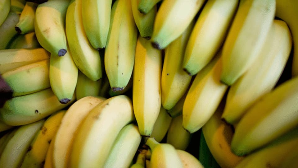 Pilz gefährdet Banane in verheerendem Ausmass