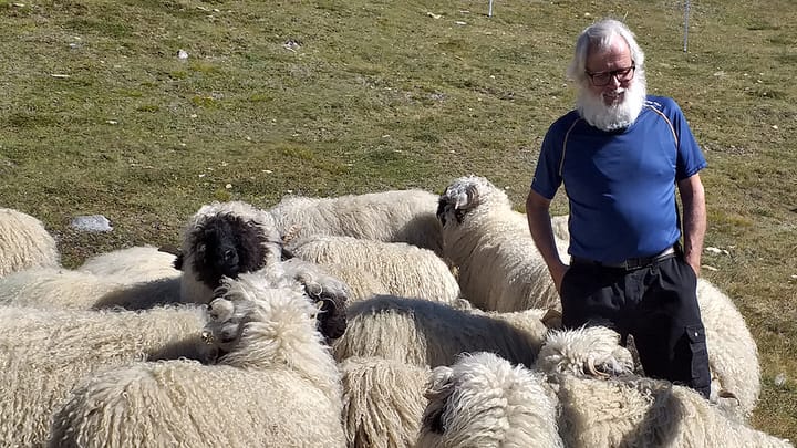 Die sanften Schafe mit schwarzer Nase