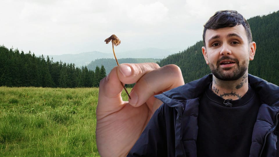 Zauberpilze – Zwischen Rausch, Heilung und Kriminalität