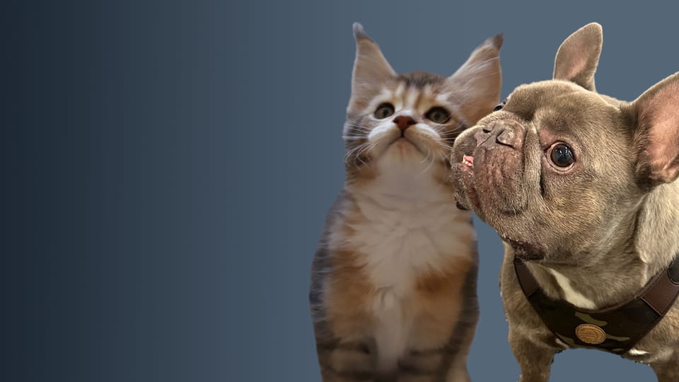 Wenn Zuchttrends Hund und Katze krank machen