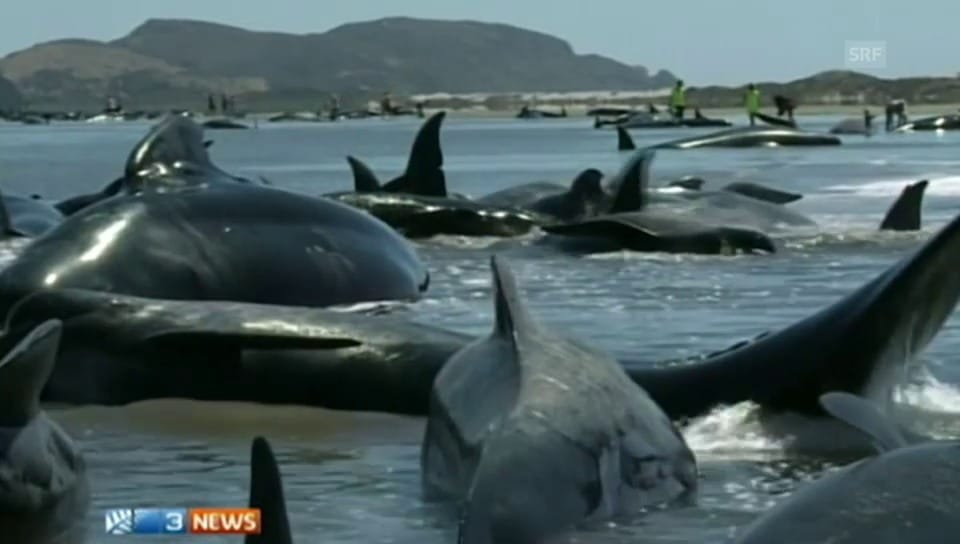 Gestrandete Wale in Neuseeland