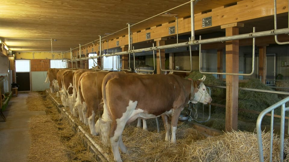 42 Prozent der Milchkühe leben in einem Anbindestall