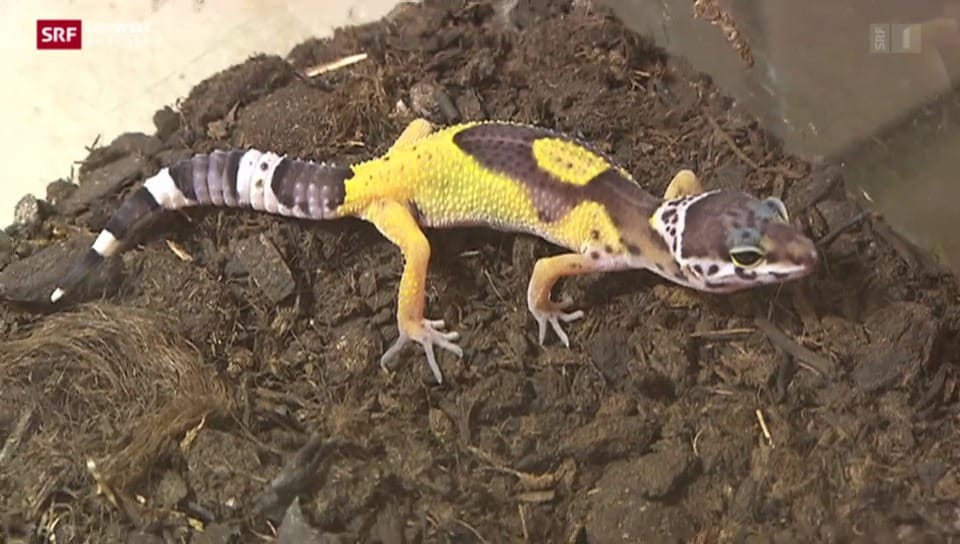 Geckos im Papiliorama