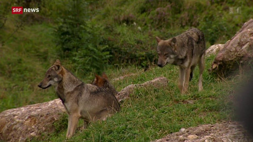 Wölfe reissen Mutterkuh im Kanton Graubünden
