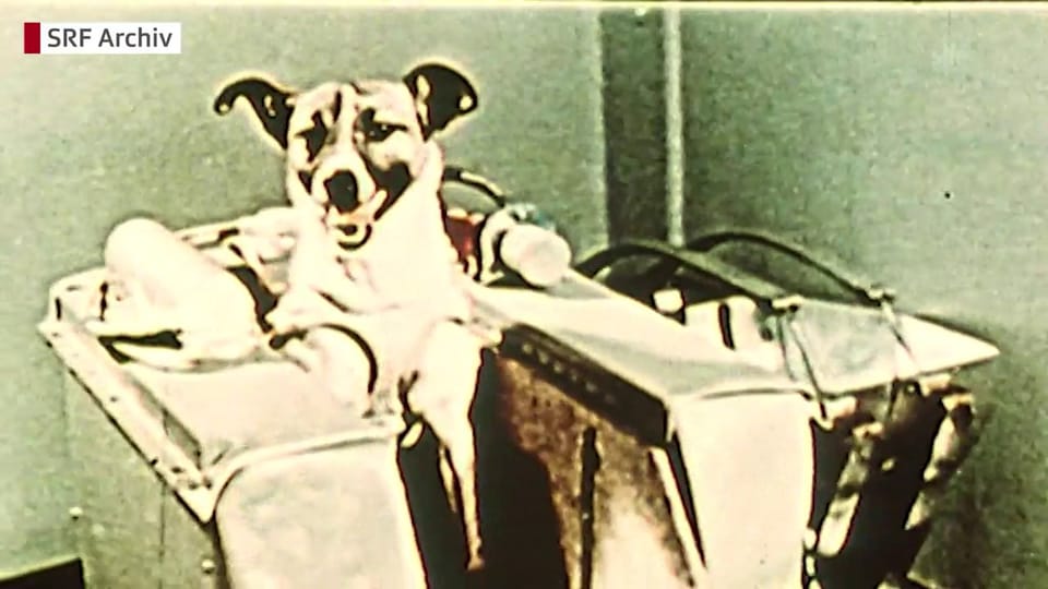 Vor 60 Jahren startete Laika ins All