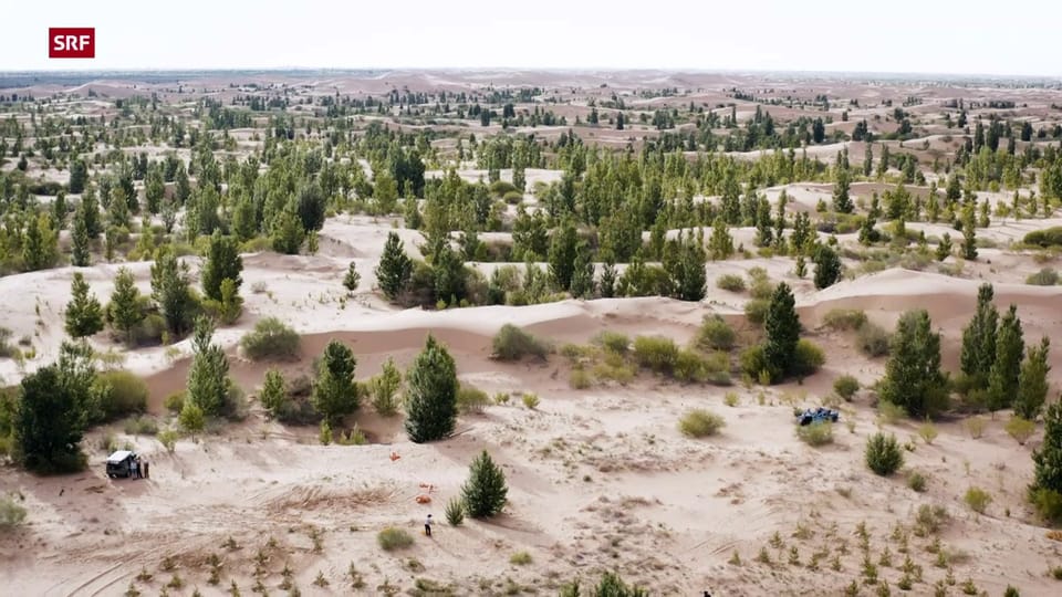 Aufforstungsprogramm in China soll Ausbreitung der Wüste stoppen