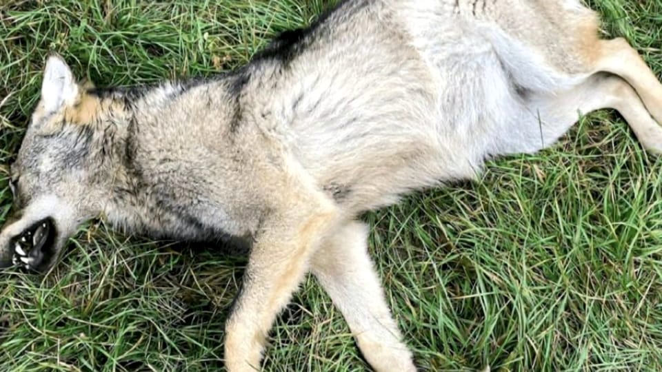 Selbstjustiz in den Bergen: Wenn Wilderer Wölfe töten