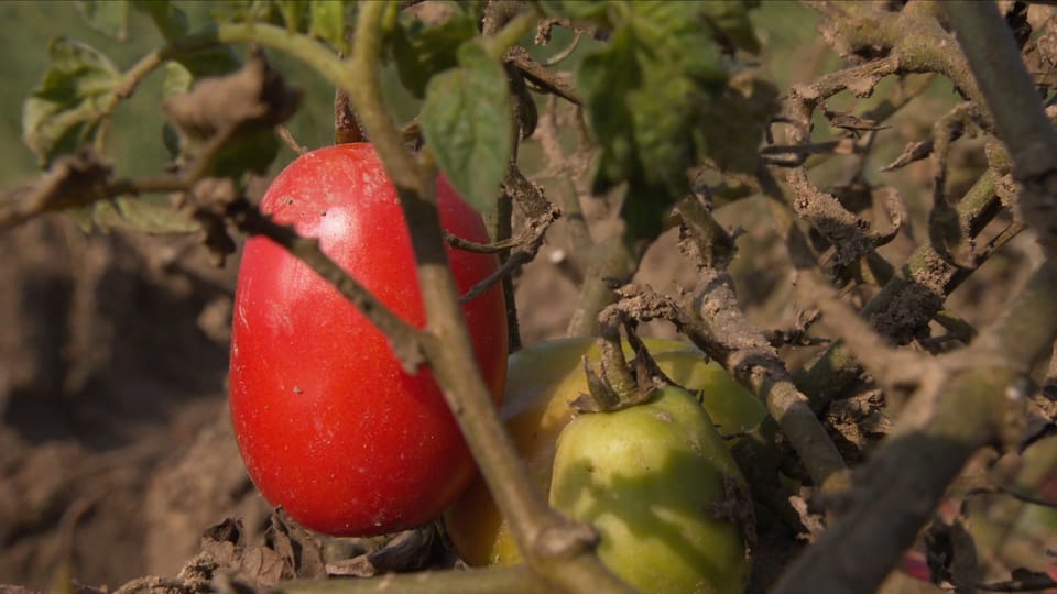 Unmenschliche Bedingungen bei Italiens Tomatenernte