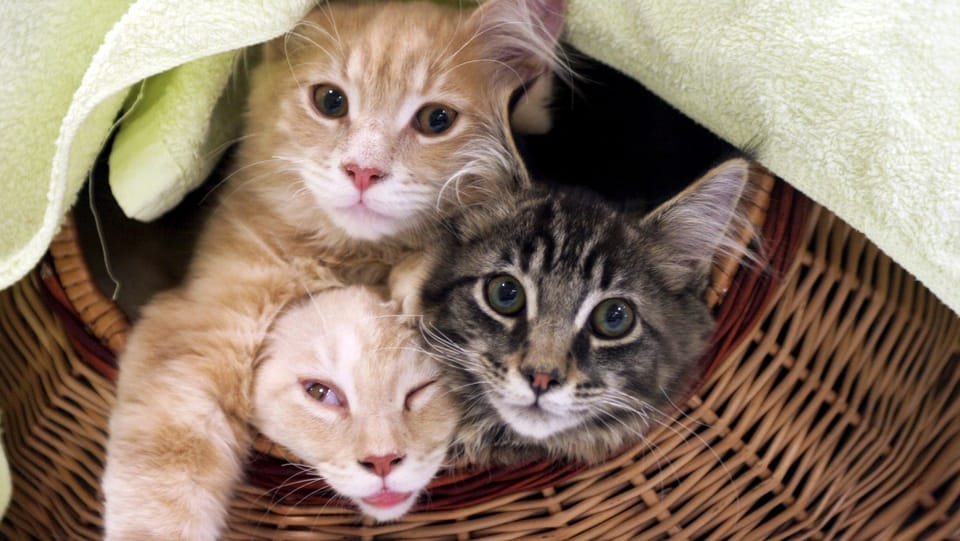 Verwaltungsgericht kennt für Katzenhalter kein Pardon