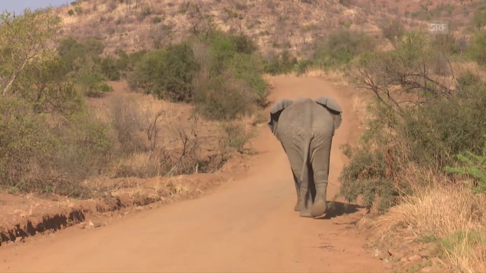 Unterwegs für den Elefantenschutz in Südafrika