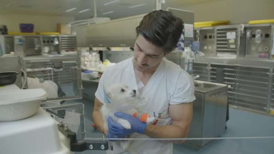 «Einstein» im Tierspital – Was Besitzer alles fürs Haustier tun