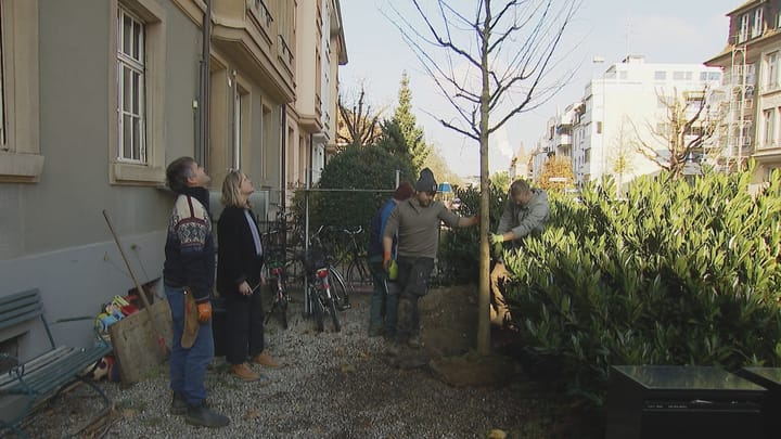 Verein pflanzt gratis Bäume in Basler Vorgärten