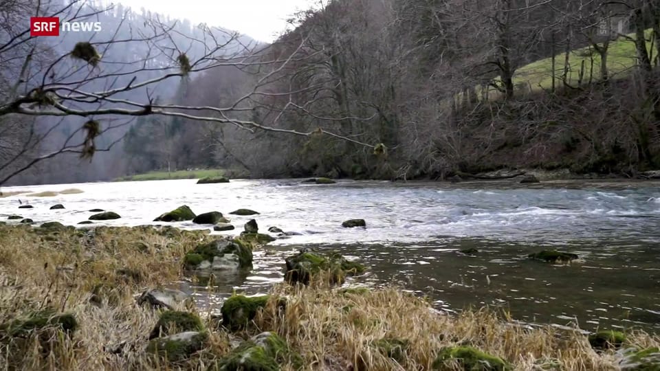 Archiv: Grenzfluss Doubs JU  – nach Fischsterben geht es wieder bergauf 