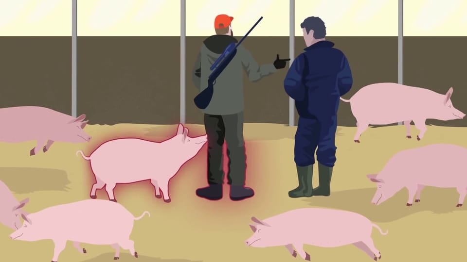 Die Übertragung der afrikanischen Schweinepest