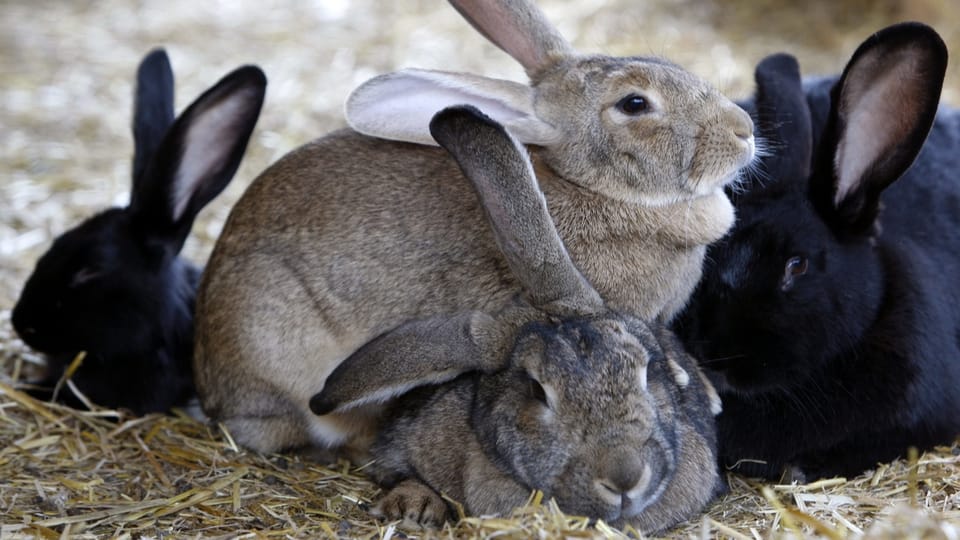 Ein Kaninchen hat immer dieselben Bedürfnisse – egal ob Haus- oder Versuchstier