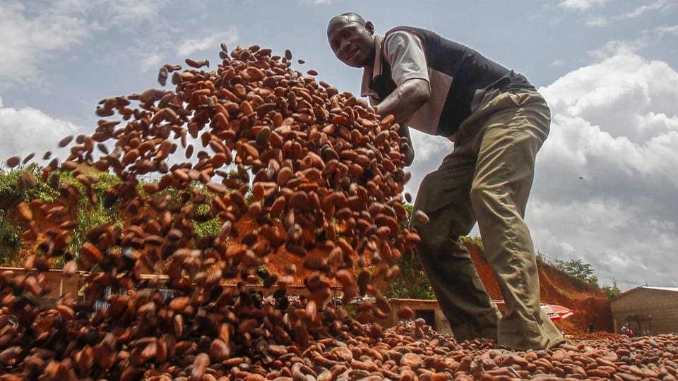 Höherer Kakaopreis in Ghana und der Elfenbeinküste