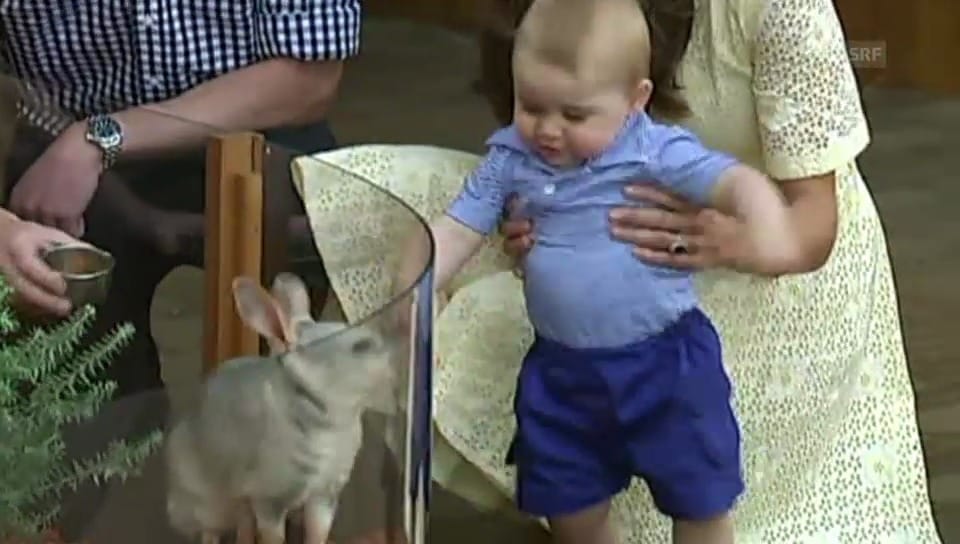 Baby George trifft Bilby George