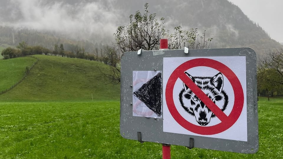 Wolf in Glarus: Forderungen und eine erste Reaktion der Regierung
