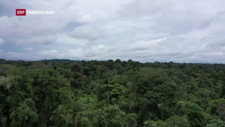 Gelder zum Schutz des brasilianischen Regenwalds gestoppt