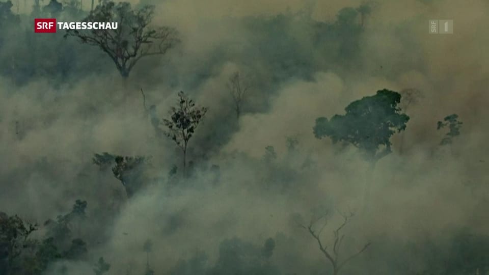 Der Amazonas-Urwald in Flammen –  eine ökologische Katastrophe 