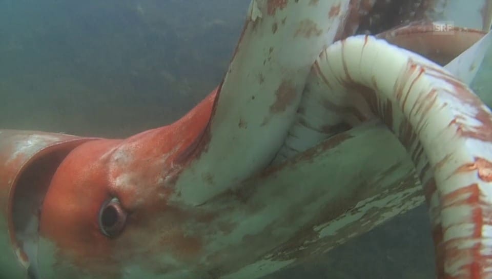 Riesen-Kalmar in Japan