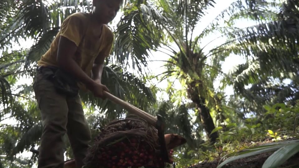 Amnesty International kritisiert Kinderarbeit bei Palmöl-Gewinnung