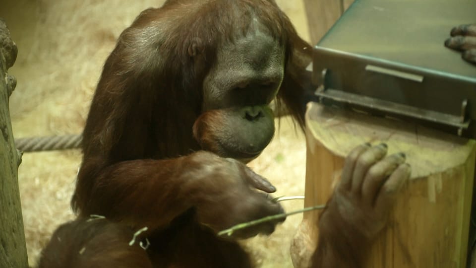 Intelligenz: Wie clever sind Primaten & Co?