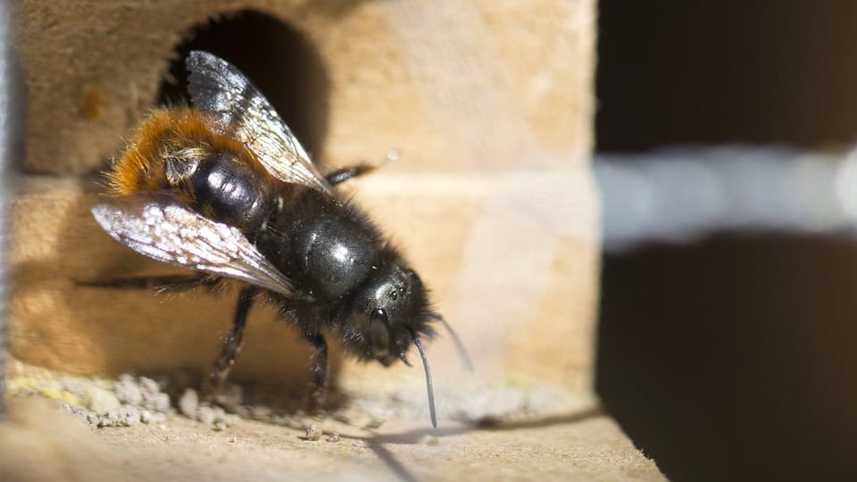 Jugendliche bauen Schlupflöcher für Wildbienen